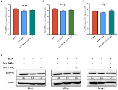 Mechanism of Lactiplantibacillus plantarum regulating Ca2+ affecting the replication of PEDV in small intestinal epithelial cells